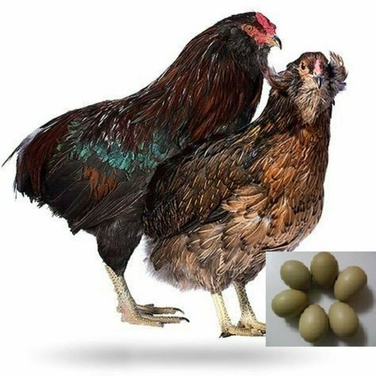 Bild 1: Rassehühner Araucana Hühner mit Hahn zu verkaufen ...