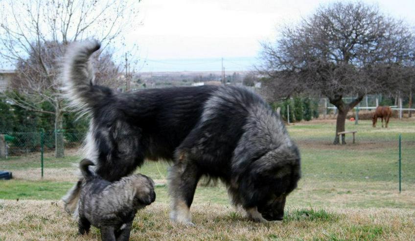 Bild 5: Sarplaninac/Jugoslawischer Schäferhund Welpen