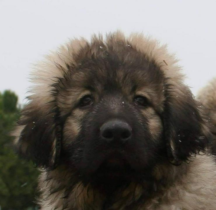 Bild 3: Sarplaninac/Jugoslawischer Schäferhund Welpen