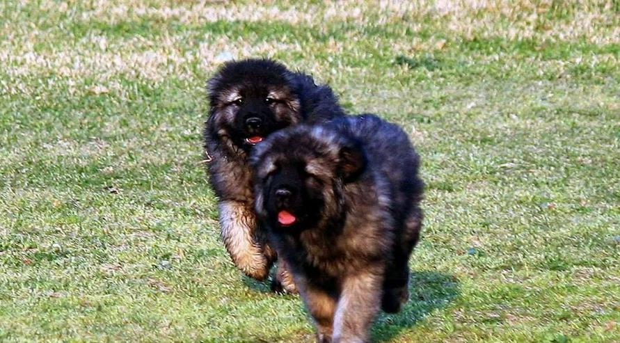 Bild 2: Sarplaninac/Jugoslawischer Schäferhund Welpen