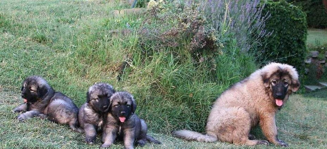 Bild 4: Sarplaninac/Jugoslawischer Schäferhund Welpen