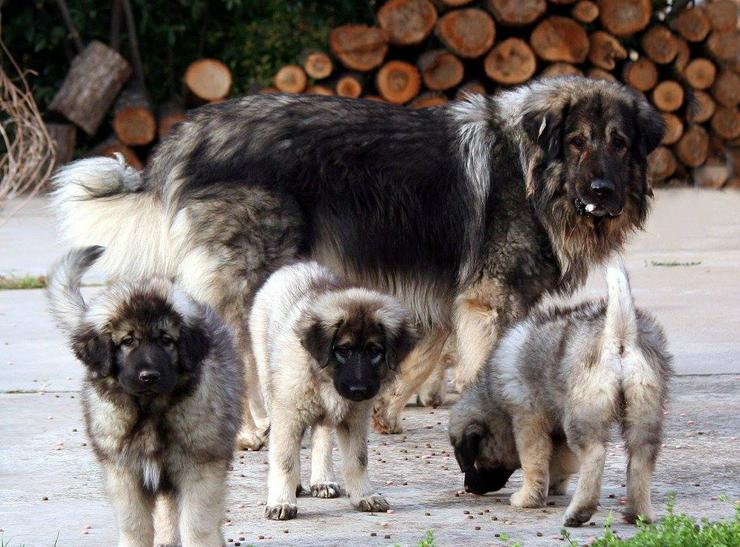 Bild 6: Sarplaninac/Jugoslawischer Schäferhund Welpen