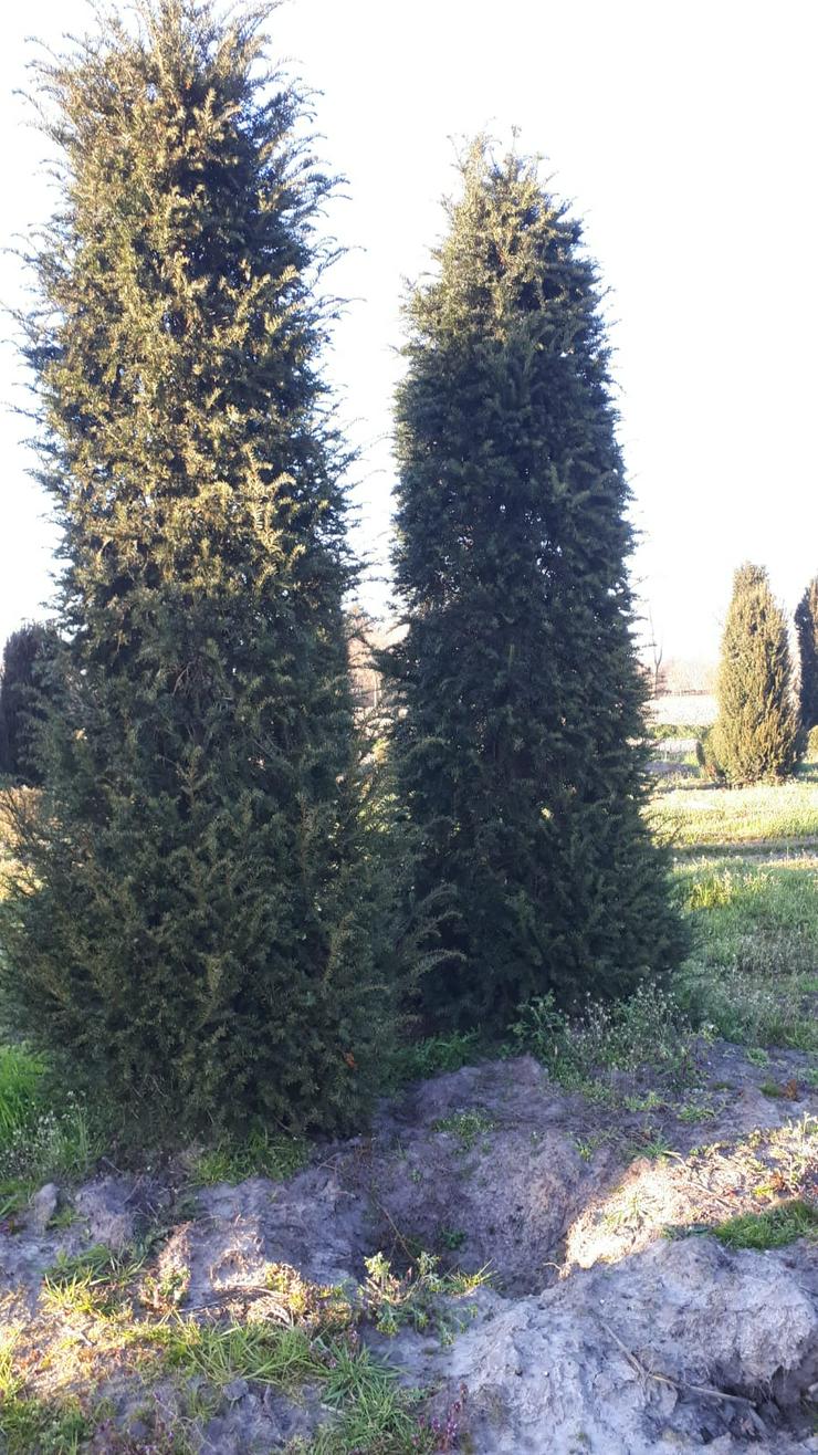 Bild 7: große Eiben (Taxus Baccata) 3 bis 4,5 meter