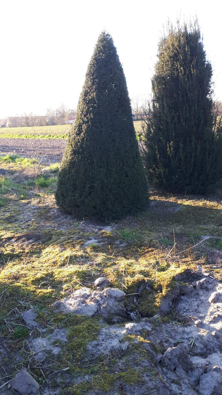 Bild 4: große Eiben (Taxus Baccata) 3 bis 4,5 meter