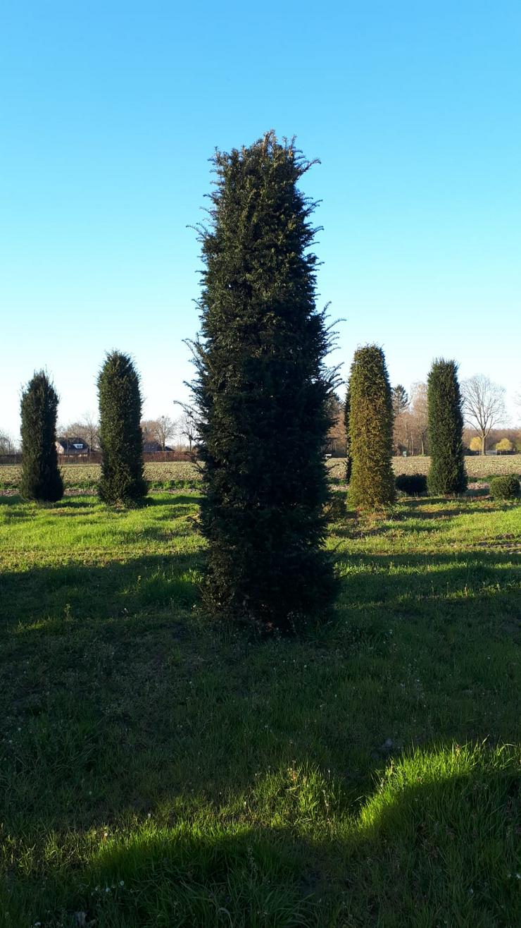 Bild 8: große Eiben (Taxus Baccata) 3 bis 4,5 meter