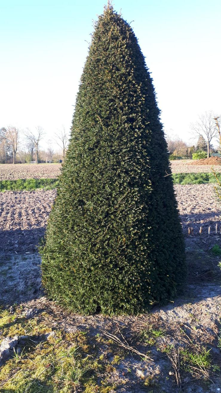 Bild 3: große Eiben (Taxus Baccata) 3 bis 4,5 meter