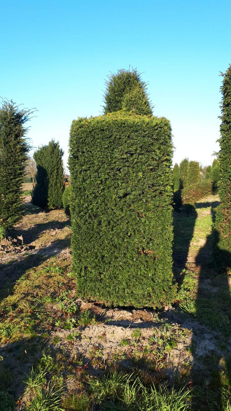 Bild 5: große Eiben (Taxus Baccata) 3 bis 4,5 meter