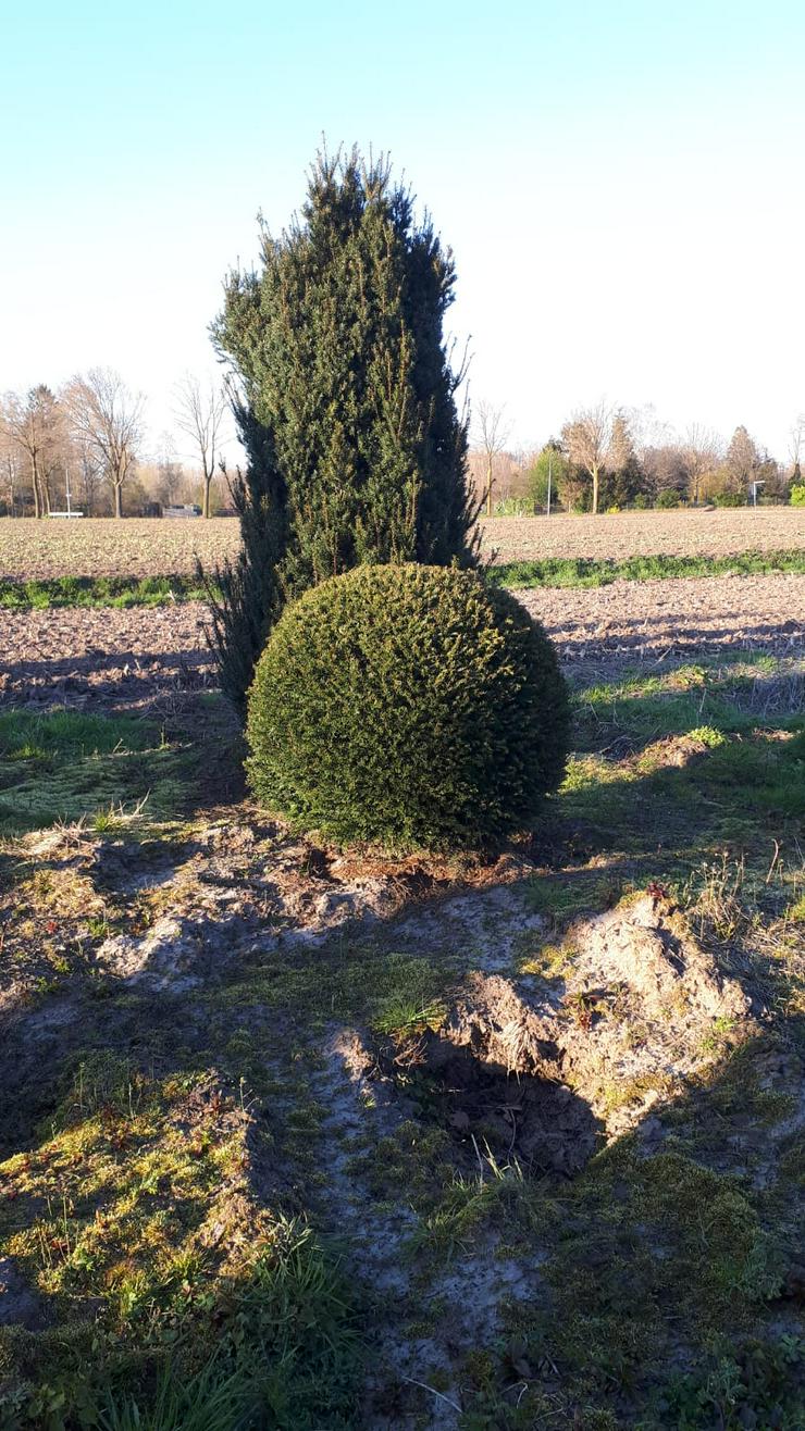 Bild 6: große Eiben (Taxus Baccata) 3 bis 4,5 meter