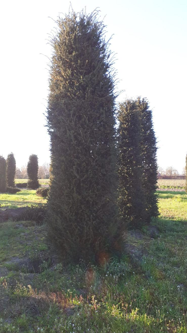 Bild 9: große Eiben (Taxus Baccata) 3 bis 4,5 meter