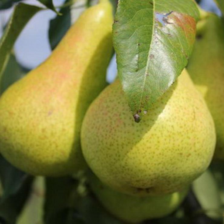 Bild 15: Obstbäume jetzt pflanzen.