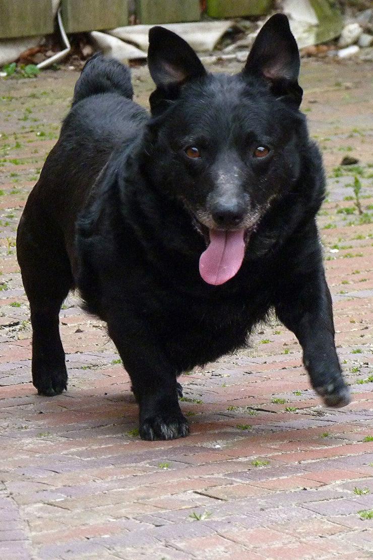 Bild 2: Mops-Dackelprinz sucht dackelerfahrenes Zuhause, gern als Zweithund