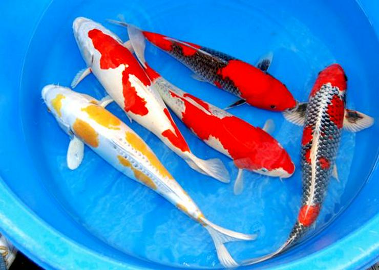 Bild 1: Koi, Teichfische, Störe, Muscheln, Krebse, Schnecken // Fa. Fördefisch