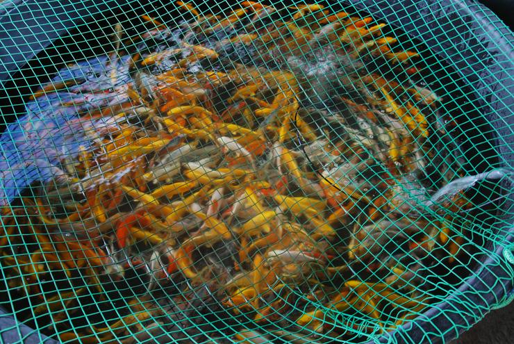 Bild 12: Koi, Teichfische, Störe, Muscheln, Krebse, Schnecken // Fa. Fördefisch
