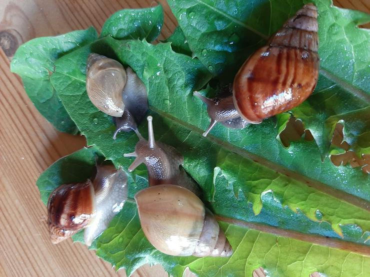 Achatschnecken Achatina Fulica Rodazii und Wildfarben  - Weitere Reptilien & Amphibien - Bild 2