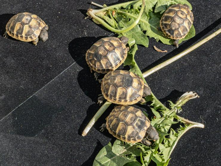 Bild 2: Schildkröten Nachzucht 2019