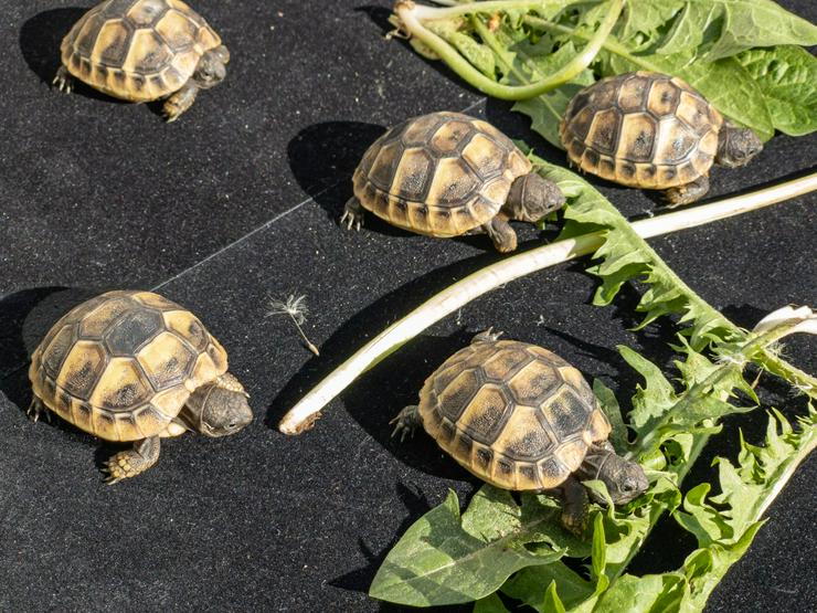 Schildkröten Nachzucht 2019 - Schildkröten - Bild 1
