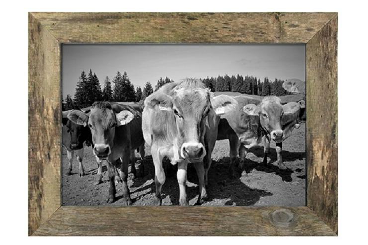 Bild 1: Holzbilderrahmen mit S/W-Fotografie “Neugierige Kühe“, 73,5 x 53,5 cm