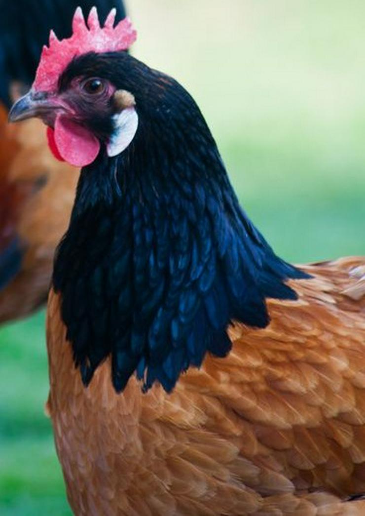 Bild 4: Vorwerk Hühner Originale Rassegeflügel Nachzucht zu verkaufen, reservieren sie sich Jung Hühner vor, nur wenige ab März noch verfügbar, abzugeben