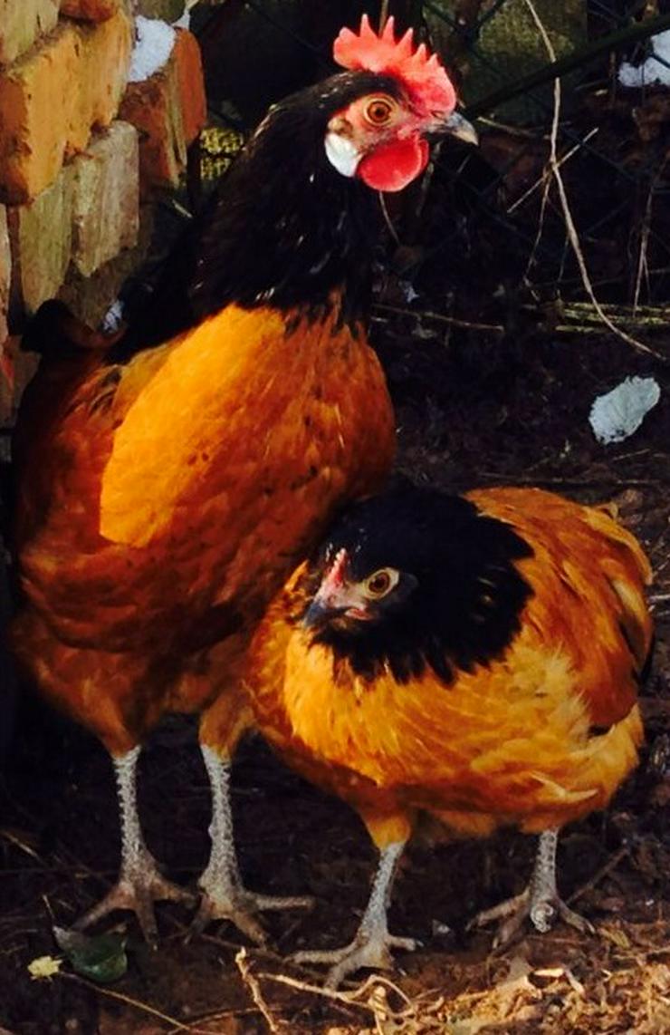 Bild 6: Vorwerk Hühner Originale Rassegeflügel Nachzucht zu verkaufen, reservieren sie sich Jung Hühner vor, nur wenige ab März noch verfügbar, abzugeben