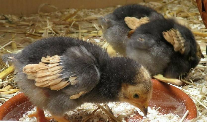 Vorwerk Hühner Originale Rassegeflügel Nachzucht zu verkaufen, reservieren sie sich Jung Hühner vor, nur wenige ab März noch verfügbar, abzugeben