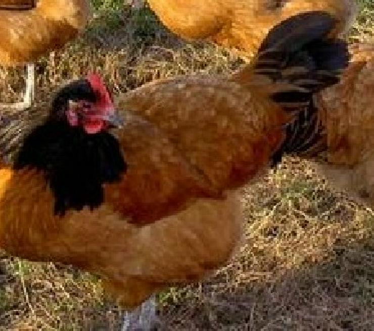 Bild 5: Vorwerk Hühner Originale Rassegeflügel Nachzucht zu verkaufen, reservieren sie sich Jung Hühner vor, nur wenige ab März noch verfügbar, abzugeben