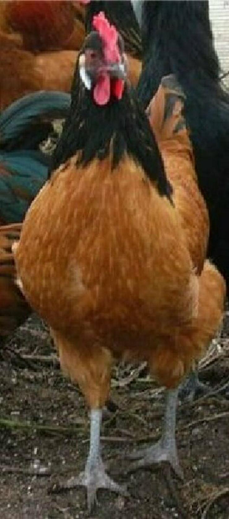 Bild 3: Vorwerk Hühner Originale Rassegeflügel Nachzucht zu verkaufen, reservieren sie sich Jung Hühner vor, nur wenige ab März noch verfügbar, abzugeben