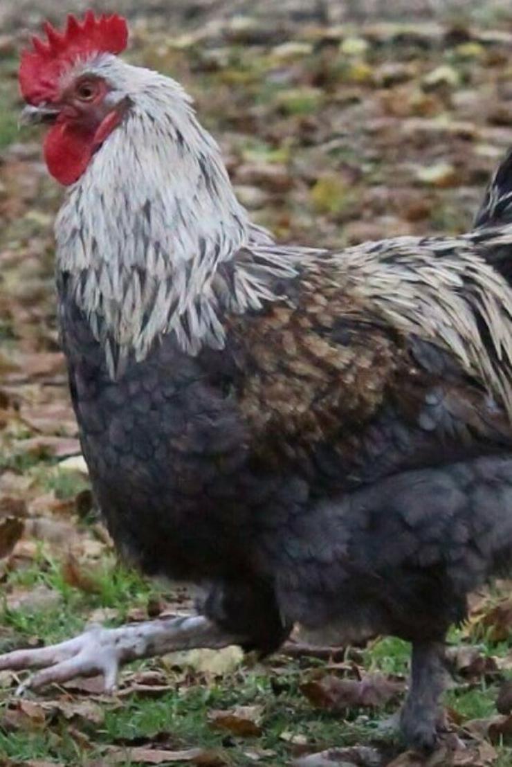 Bild 5: Rassegeflügel Marans Hühner, vorbestellen ab März dann abholen möglich