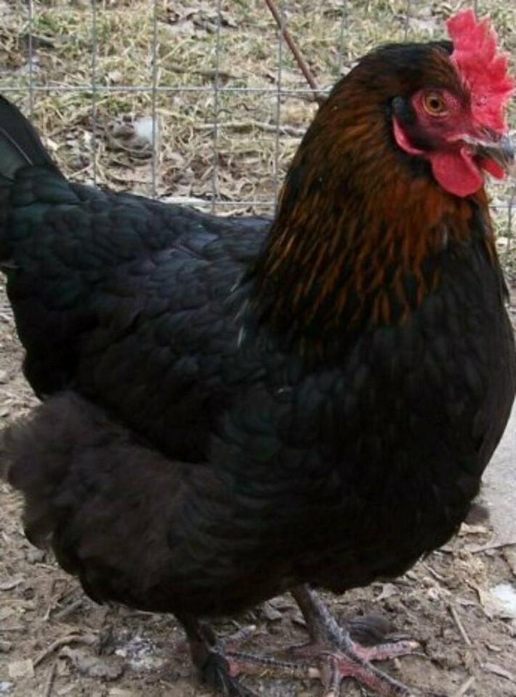 Rassegeflügel Marans Hühner, vorbestellen ab März dann abholen möglich - Hühner & Puten - Bild 1