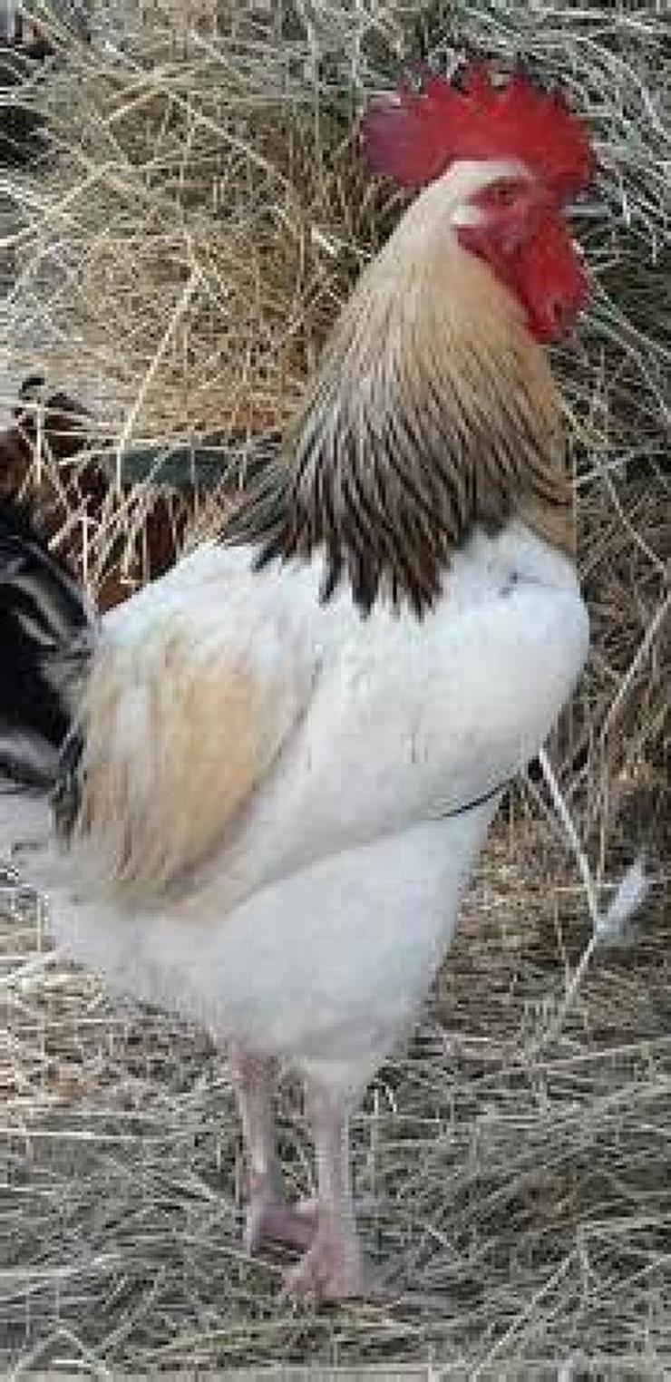 Vorbestellen jetzt wider möglich ab März 2021 abholen. Sussex Hühner Rassegeflügel C Auswahl mit groben Fehlern des Feder Kleides abzugeben  - Hühner & Puten - Bild 4