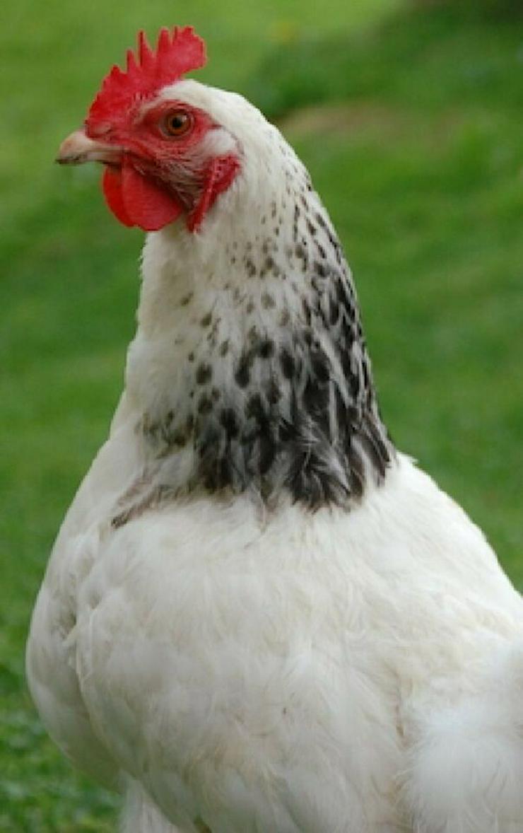 Vorbestellen jetzt wider möglich ab März 2021 abholen. Sussex Hühner Rassegeflügel C Auswahl mit groben Fehlern des Feder Kleides abzugeben 