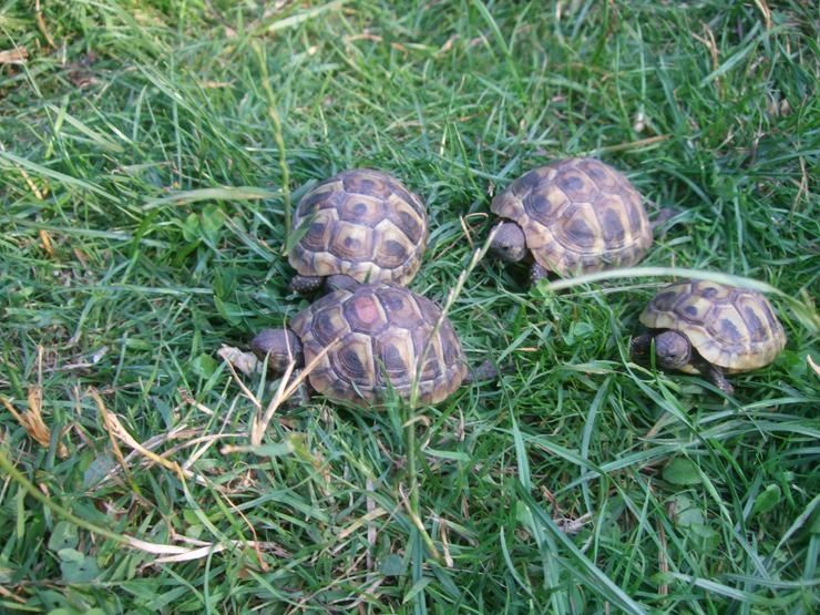 Griechische Landschildkröten-Eigene Nachzuchten 2018 mit EU-Bescheinigung - Schildkröten - Bild 7