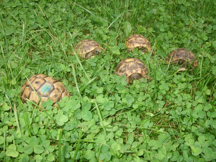 Maurische Landschildkröten-Eigene Nachzuchten 2019 mit EU-Bescheinigung - Schildkröten - Bild 2