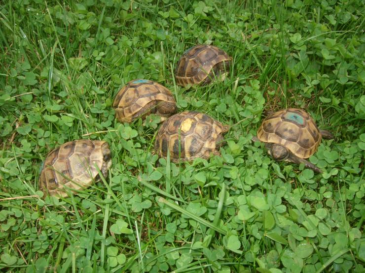 Maurische Landschildkröten-Eigene Nachzuchten 2019 mit EU-Bescheinigung - Schildkröten - Bild 5