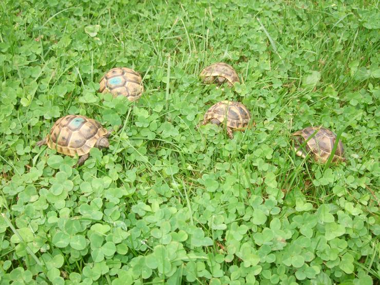 Maurische Landschildkröten-Eigene Nachzuchten 2019 mit EU-Bescheinigung - Schildkröten - Bild 3