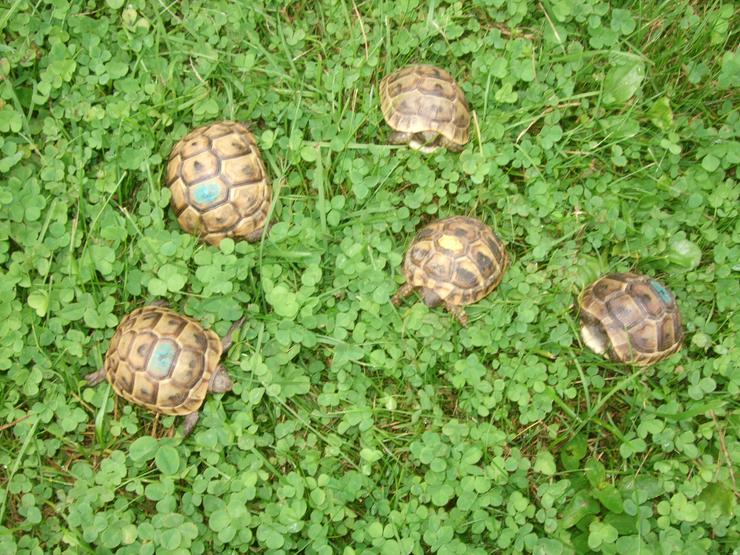 Maurische Landschildkröten-Eigene Nachzuchten 2019 mit EU-Bescheinigung - Schildkröten - Bild 4