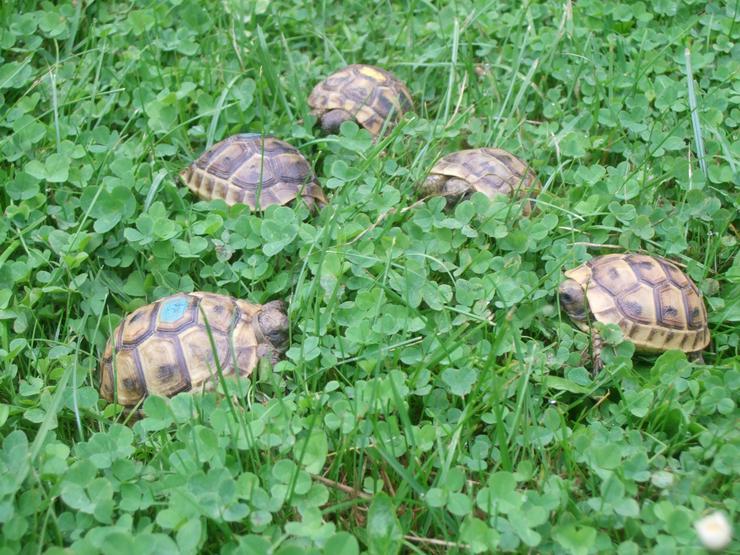 Bild 1: Maurische Landschildkröten-Eigene Nachzuchten 2019 mit EU-Bescheinigung