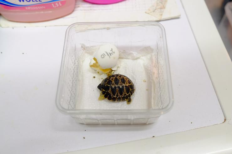Astrochelys radiata NZ aus 20 + 21 - Schildkröten - Bild 2