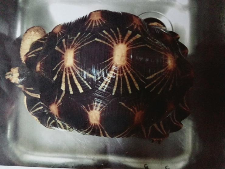 Astrochelys radiata NZ aus 20 + 21 - Schildkröten - Bild 4