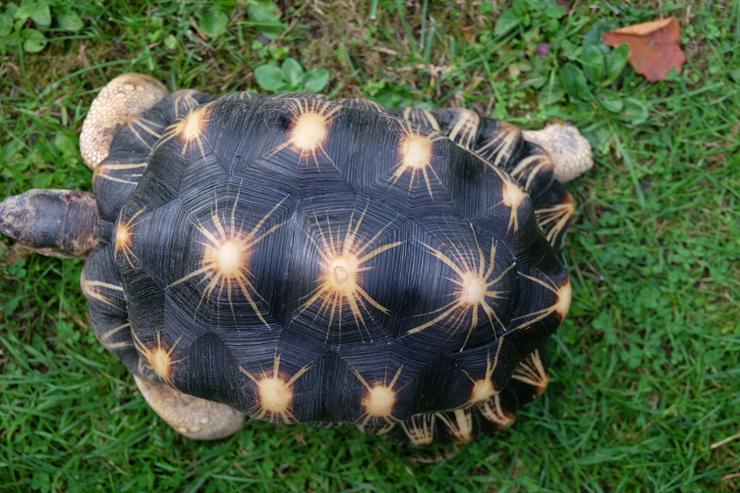 Astrochelys radiata NZ aus 20 + 21 - Schildkröten - Bild 3