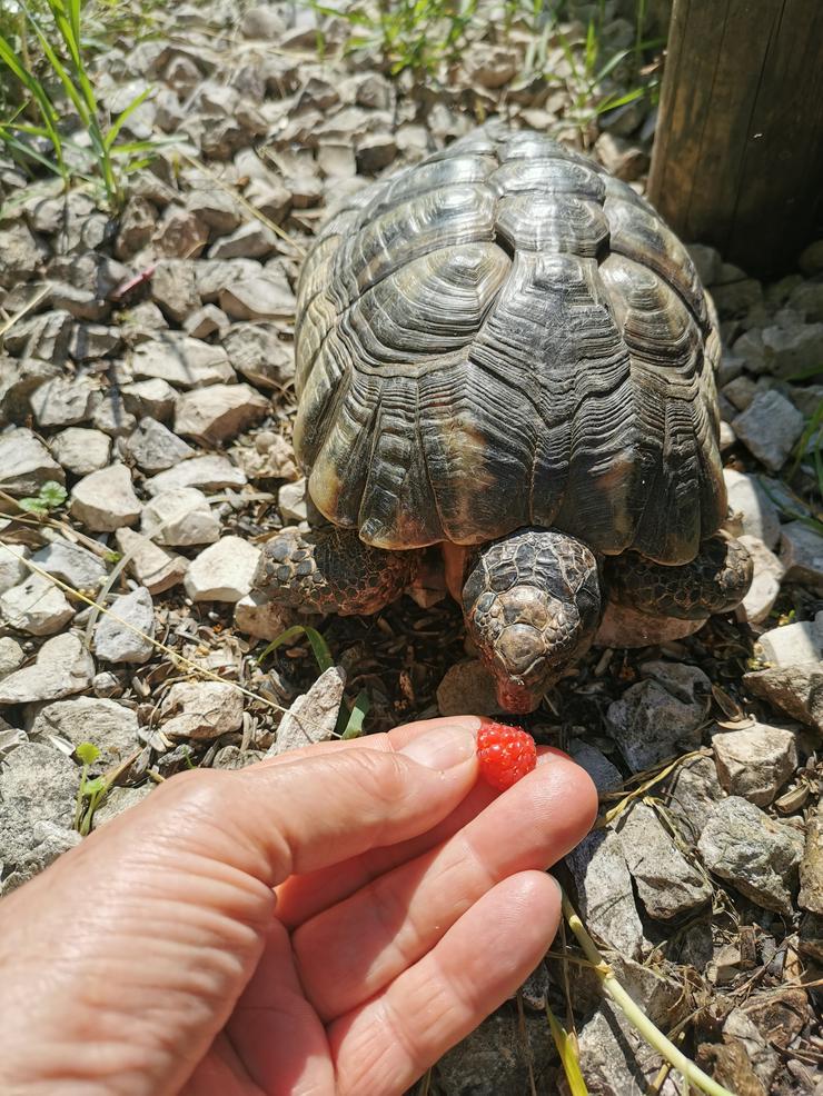 2 griechische Landschildkröten mit allerlei Zubehör zu verkaufen - Schildkröten - Bild 10