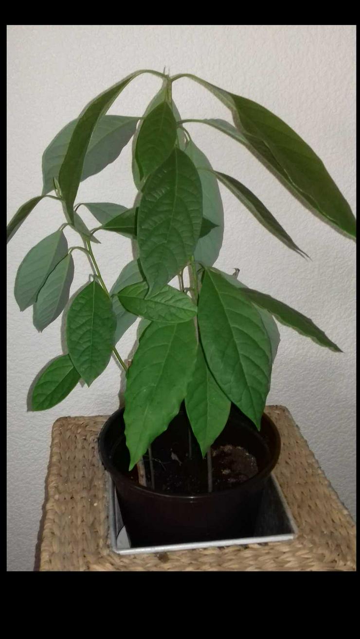 verkaufe Avocado und Mango Pflanzen , Zimmerpflanzen - Pflanzen - Bild 2