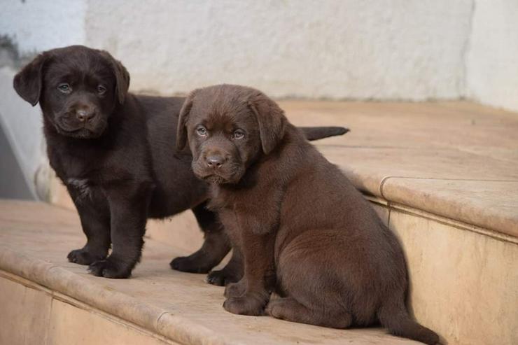 Bild 9: Ausgezeichnete Labrador Retriever-Welpen mit Papier und FCI-Stammbaum