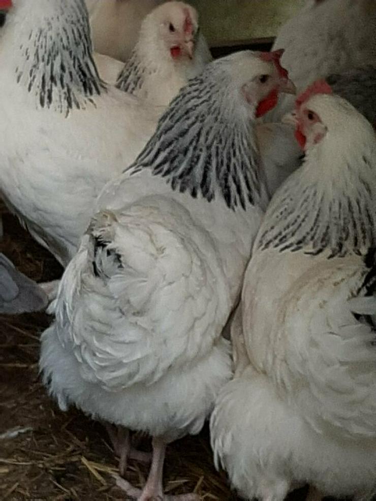 Bild 2: sussex Hühner Nach Züchtung von privat abzugeben