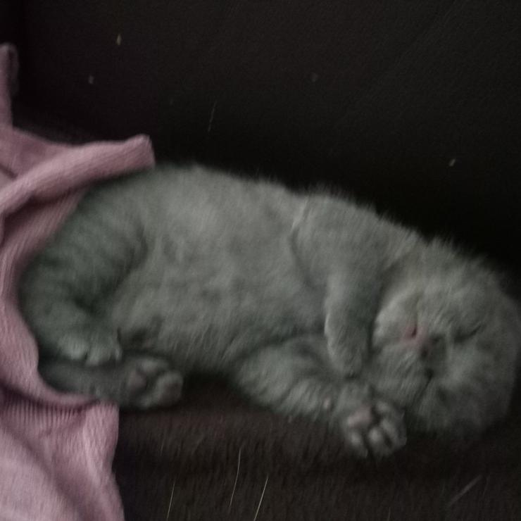 Britisch Kurzhar Kittens - Mischlingskatzen - Bild 3