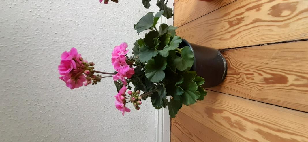 Bild 7: Geranien Stehend Pelargonien Terassen&Balkon Pflanze