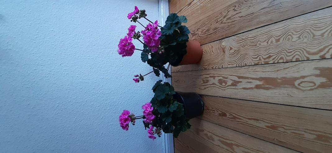 Bild 9: Geranien Stehend Pelargonien Terassen&Balkon Pflanze