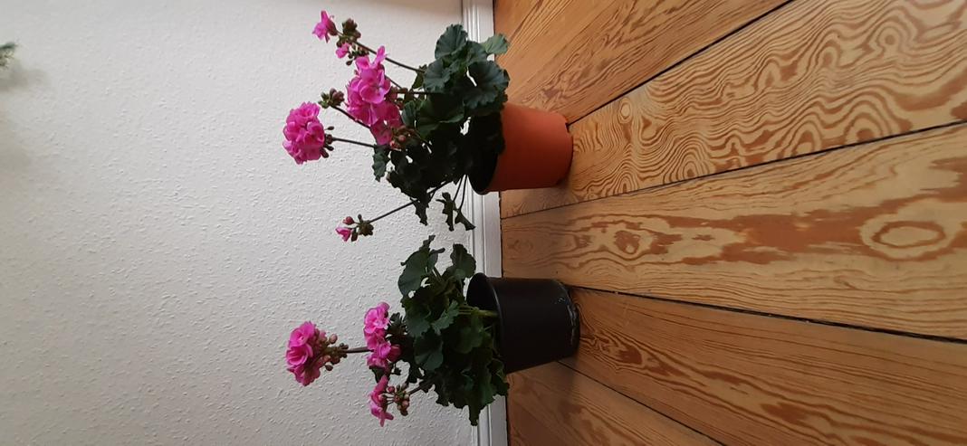 Bild 8: Geranien Stehend Pelargonien Terassen&Balkon Pflanze