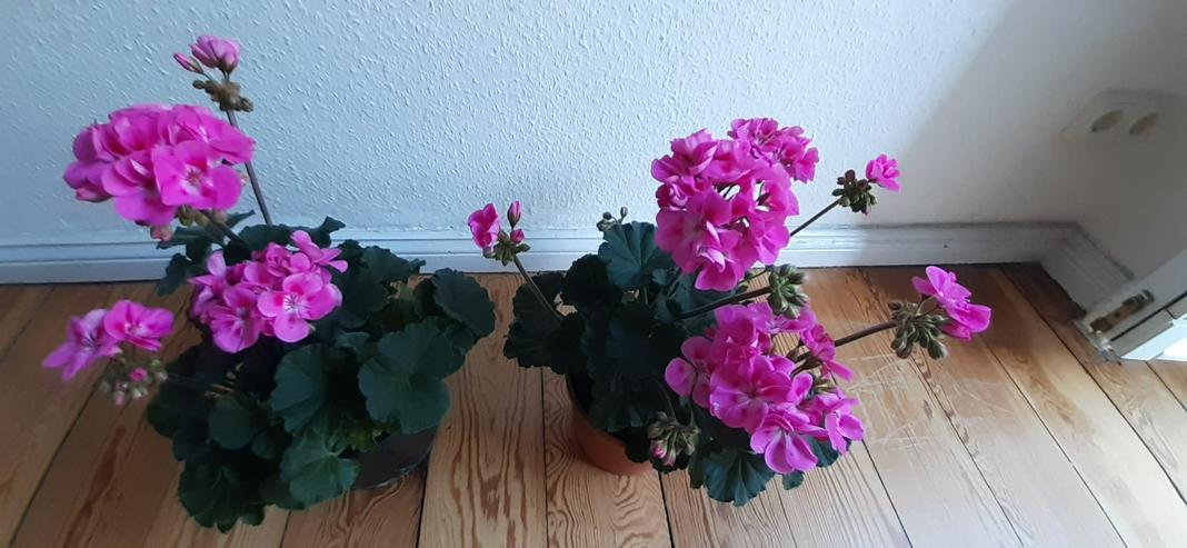 Geranien Stehend Pelargonien Terassen&Balkon Pflanze - Pflanzen - Bild 2