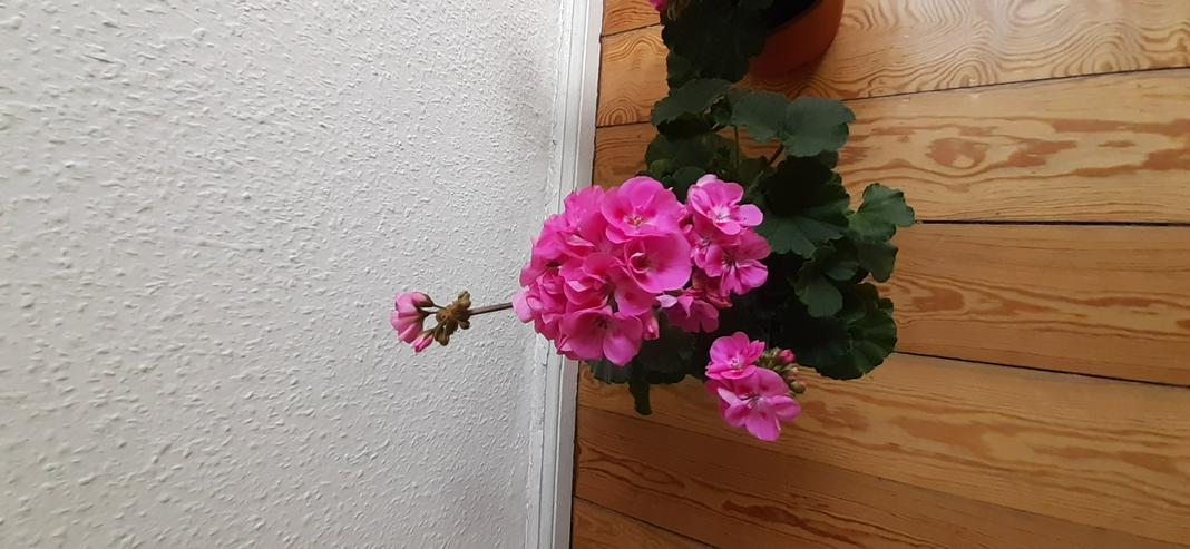 Bild 5: Geranien Stehend Pelargonien Terassen&Balkon Pflanze