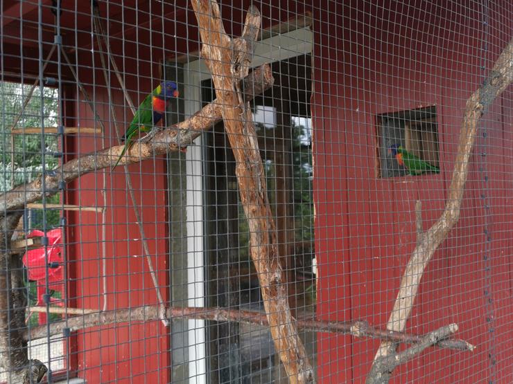 Gebirgslori Zuchtpaar - Papageien - Bild 9
